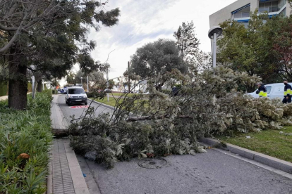 Imatge de l'arbre que ha caigut en un dels accessos del municipi.