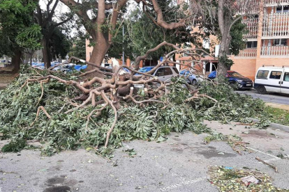 Imatge d'un arbre caigut a la ciutat de Reus a causa del vent.