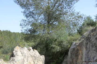 El agua se cogía del Francolí, en Puigdelfí.