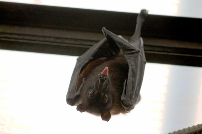 Imagen de archivo de un murciélago.