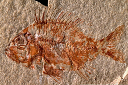 Imagen cedida por la Universidad Nacional Autónoma de México (UNAM) del fósil del pez.