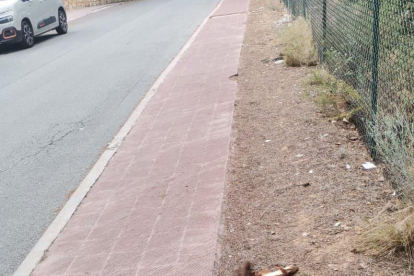 Imatge d'un esquirol atropellat al carrer Foixarda de la urbanització.