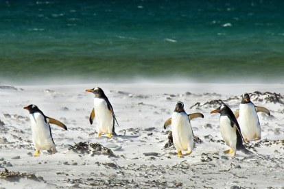 Imagen de archivo de pingüinos.