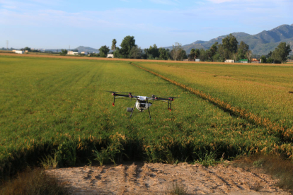 Un dron de la empresa EbreDrone fumigando un arrozal a Amposta.
