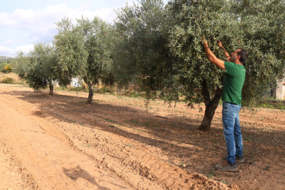 Un pagès mirando la calidad de las olivas en un campo de olivos