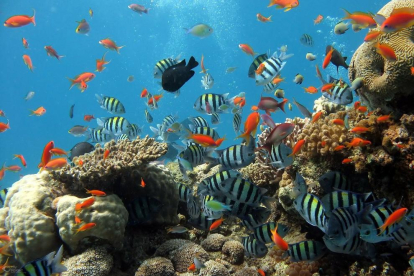 Imagen de archivo de arrecifes de coral.