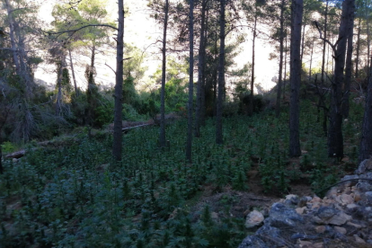 Pla general de les plantes de marihuana localitzades en una zona de difícil accés d'Horta de Sant Joan.
