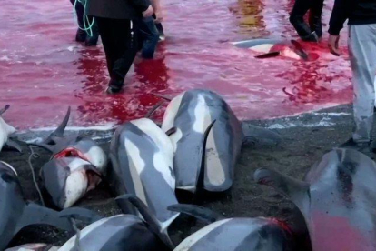 Imagen de la matanza de delfines.