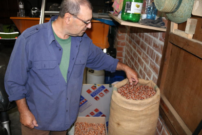 El responsable nacional del sector de la fruita seca d'Unió de Pagesos, Rafel Español, mostrant avellanes de la varietat 'negreta' d'un sac de la collita d'enguany.