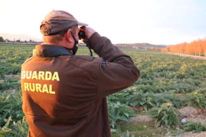 El guarda rural de l'Aldea vigilante con unos prismáticos en una zona de campos de alcachofa.