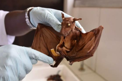 Un murciélago analizado en un laboratorio