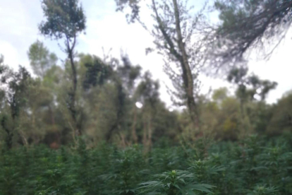La plantación de marihuana localizada en el término municipal de Vimbodí y Poblet.