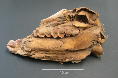 Detall d'un crani d'un dels fetus de cavall analitzat a l'estudi, procedent de la fortalesa de Vilars d'Arbeca.
