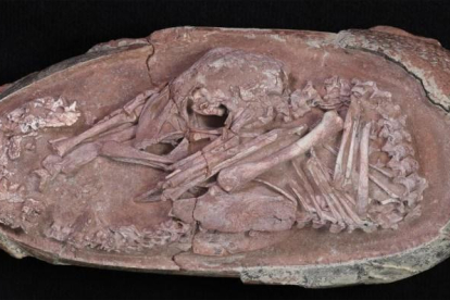 Imatge del fòssil d'ou de dinosaure localitzat ala Xina.