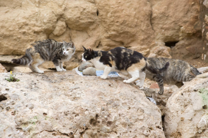 Imatge d'arxiu de dos gats a la Muralla de Tarragona.