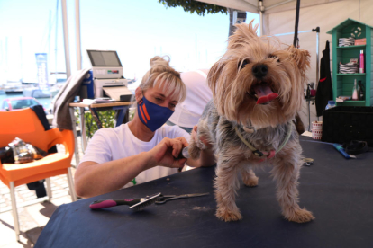 Una perruquera pentinant un gos en la cinquena edició de la campanya 'Deixa't prendre el pèl' a Cambrils.