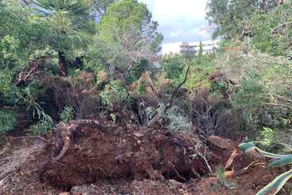 Conjunt d'arbres i arbustos arrencats pel tornado en un jardí particular.
