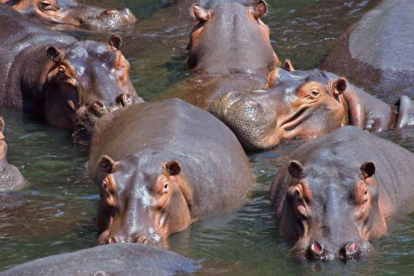Imatge d'arxiu d'hipopòtams.