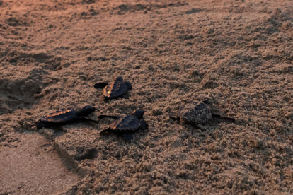 Imagen de las tortugas liberadas en la playa de Calafell.