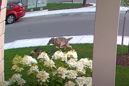 Captura del video donde el coyote ataca la perra