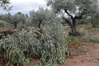 Primer pla dels desperfectes de la tempesta en un camp d'oliveres de les Terres de l'Ebre.