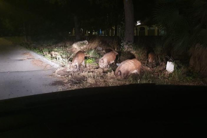 Una veïna de la zona va poder fotografiar-los de ben a prop des del seu vehicle.