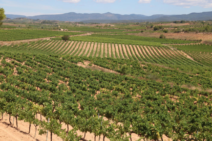 Panoràmica de vinyes de la DO Tarragona, a la comarca de l'Alt Camp, amb la muntanya de Miramar al fons.