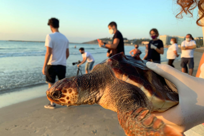 Una de las tortugas careta liberada en la playa de la Pineda.