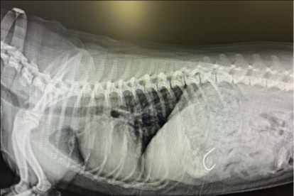 Radiografía de un anzuelo en el interior del cuerpo de un perro.