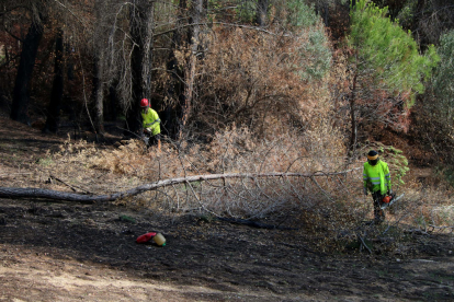 Dos operaris talant arbres d'un bosc de Castellví de Rosanes afectat per l'incendi de l'estiu de 2021.