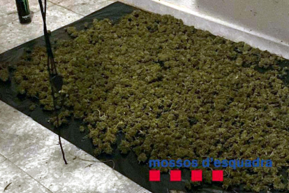 Els 9 quilos de cabdells de marihuana decomissats en el pis ocupat de Santa Coloma de Gramenet.