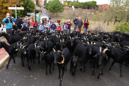 Un ramat transhumant traspassant el municipi d'Ulldemolins en el seu trajecte cap a Alforja, passant per un antic camí ramader.