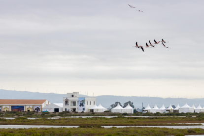 El delta del Ebro se ha vuelto el centro del mundo ornitológico con el retorno del Birding Festival