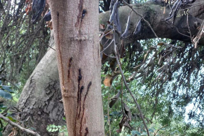 Un algarrobo afectado por la carcoma que está acabando con los árboles.