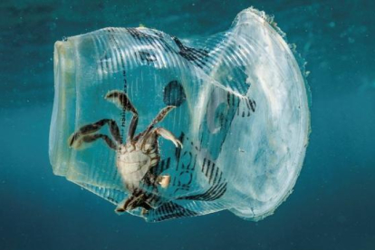 Un cangrejo permanece atrapado en un vaso de plástico en el mar.