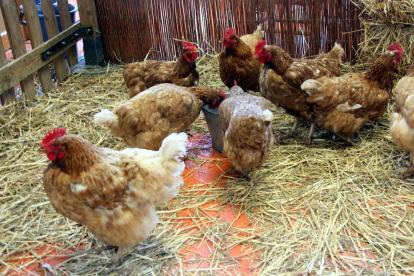 Un grup de gallines s'alimenta de gra.