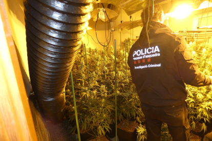 La policía encontró hasta 500 plantas, con un peso de 300 kilos, en el interior de un chalet de Boscos.