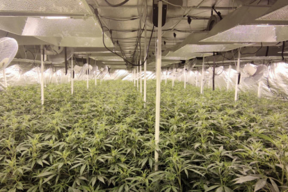 La plantación de marihuana estaba en el interior de una granja en desuso de Camarles.