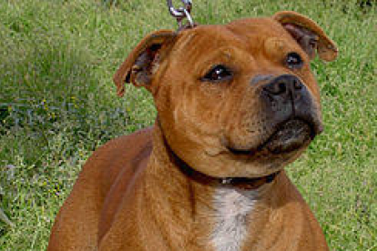 Imatge d'un gos de raça Staffordshire American Bull Terrier.
