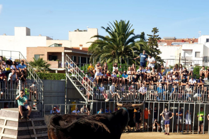 Un toro encima de la tarima durante la celebración de los actos con toros en la fiesta mayor de l'Ampolla.