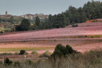 La flor del melocotonero llena el paisaje de tonalidades rosadas.