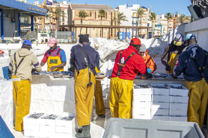 La tripulació de l'Avi Juanito destria els exemplars pescats un cop han arribat a port, per posar-los en caixes i preparar-los per a la comercialització.