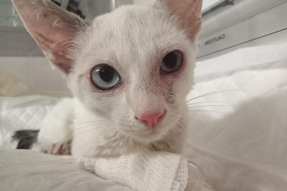 La gata en el centro veterinario donde la atendieron después del rescate.