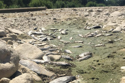 Imatge dels peixos morts al Francolí, a la zona de Sant Salvador de Tarragona.
