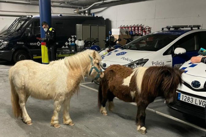 Imagen de los dos poneys que la Guardia Urbana va localutzar en la avenida de Tarragona.