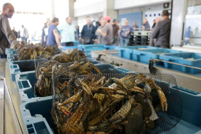 Cajas de cangrejo azul preparadas para la subasta de pescado en la Ràpita.