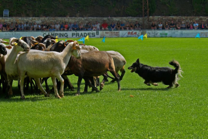 Una desena de pastors hauran de mostrar les seves habilitats en el control del ramat d'ovelles.