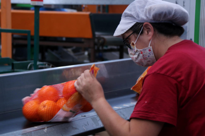 Imagen de archivo de una trabajadora de la Exportadora d'Agris de Alcanar recogiendo una bolsa de naranjas.