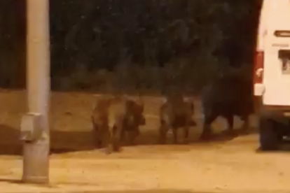 Imatge del grup de porc senglars passejant-se pels carrers de Reus.