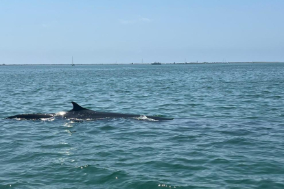 Avistan una ballena en la bahía de los Alfacs en la Ràpita